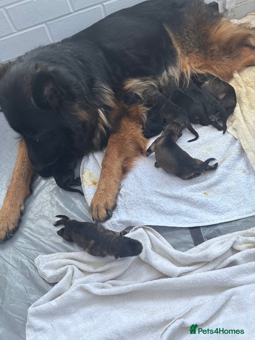 German Shepherd dogs for sale: Long haired German Shepherd puppies - Image 6