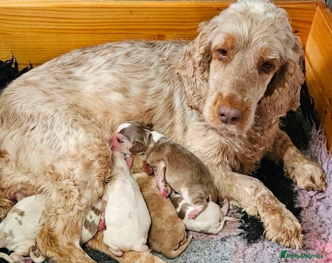 Cocker Spaniel dogs BEAUTIFUL SHOW COCKER SPANIEL PUPPIES - Advert 5