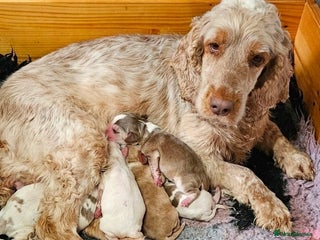 Cocker Spaniel dogs BEAUTIFUL SHOW COCKER SPANIEL PUPPIES - Advert 1