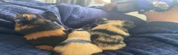 Guinea Pig rodents for sale: Baby guniea pigs to be reserved - Advert 1