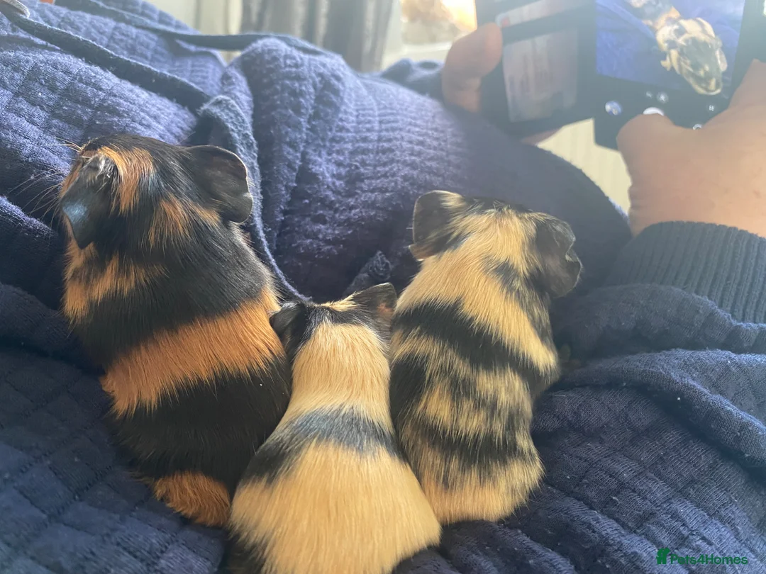 Guinea Pig rodents for sale: Baby guniea pigs to be reserved - Advert 1