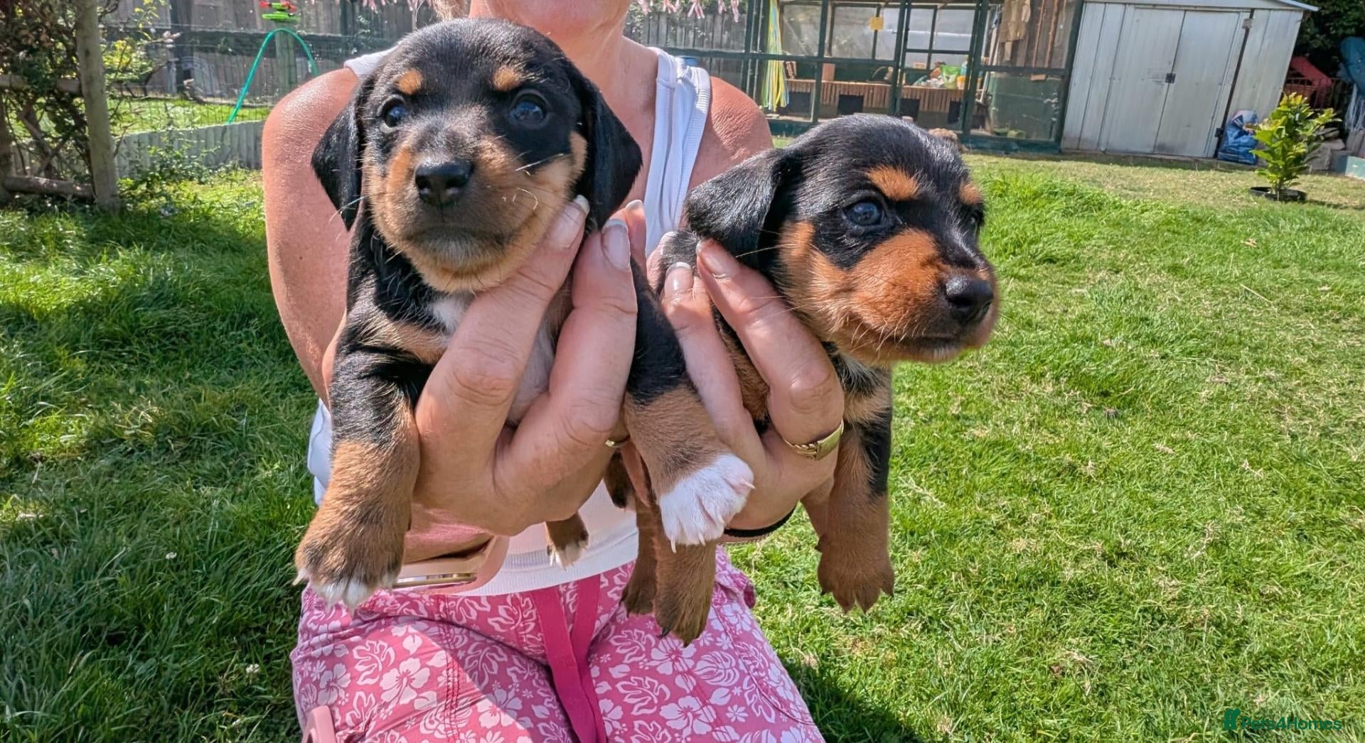 Mixed Breed dogs Yorkshire terrier x jack x mini daxi - Advert 2