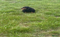 Cocker Spaniel dogs for sale: Sadly back available stunning show boy - Image 16
