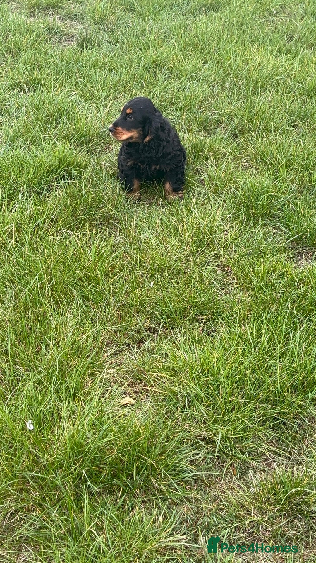 Cocker Spaniel dogs for sale: Sadly back available stunning show boy - Image 16