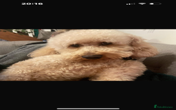 Goldendoodle dogs for sale: Gorgeous F1 Golden Doodles ❤️ - Advert 7