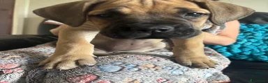 Cane Corso 6