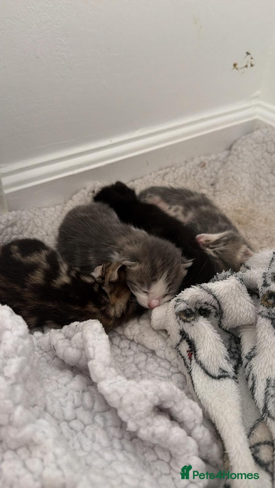 Mixed Breed cats Cuddly kittens to a lovely home - Advert 1