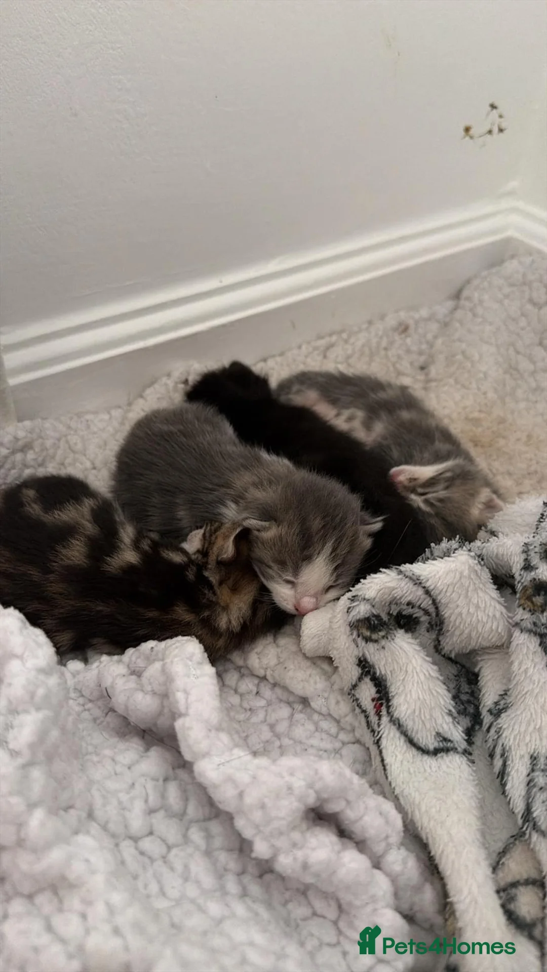 Mixed Breed cats for sale: Cuddly kittens to a lovely home - Advert 1