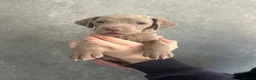 Weimaraner dogs for sale: Kc registered Silver Weimaraner puppies for sale  - Advert 10