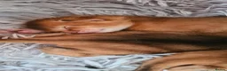 Abyssinian cats for sale: 4 Abysinnian registered boys - Advert 8