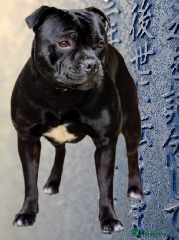 Staffordshire Bull Terrier dogs Black/Brindle and White Show quality Boy for Stud - Advert 15