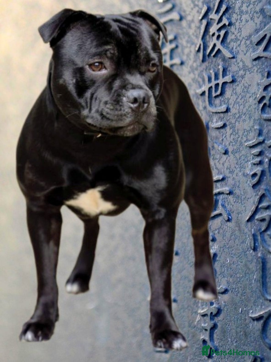 Staffordshire Bull Terrier dogs for stud: Black and White Show quality Boy for Stud - Advert 1