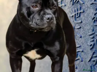 Staffordshire Bull Terrier dogs Black and White Show quality Boy for Stud - Advert 13