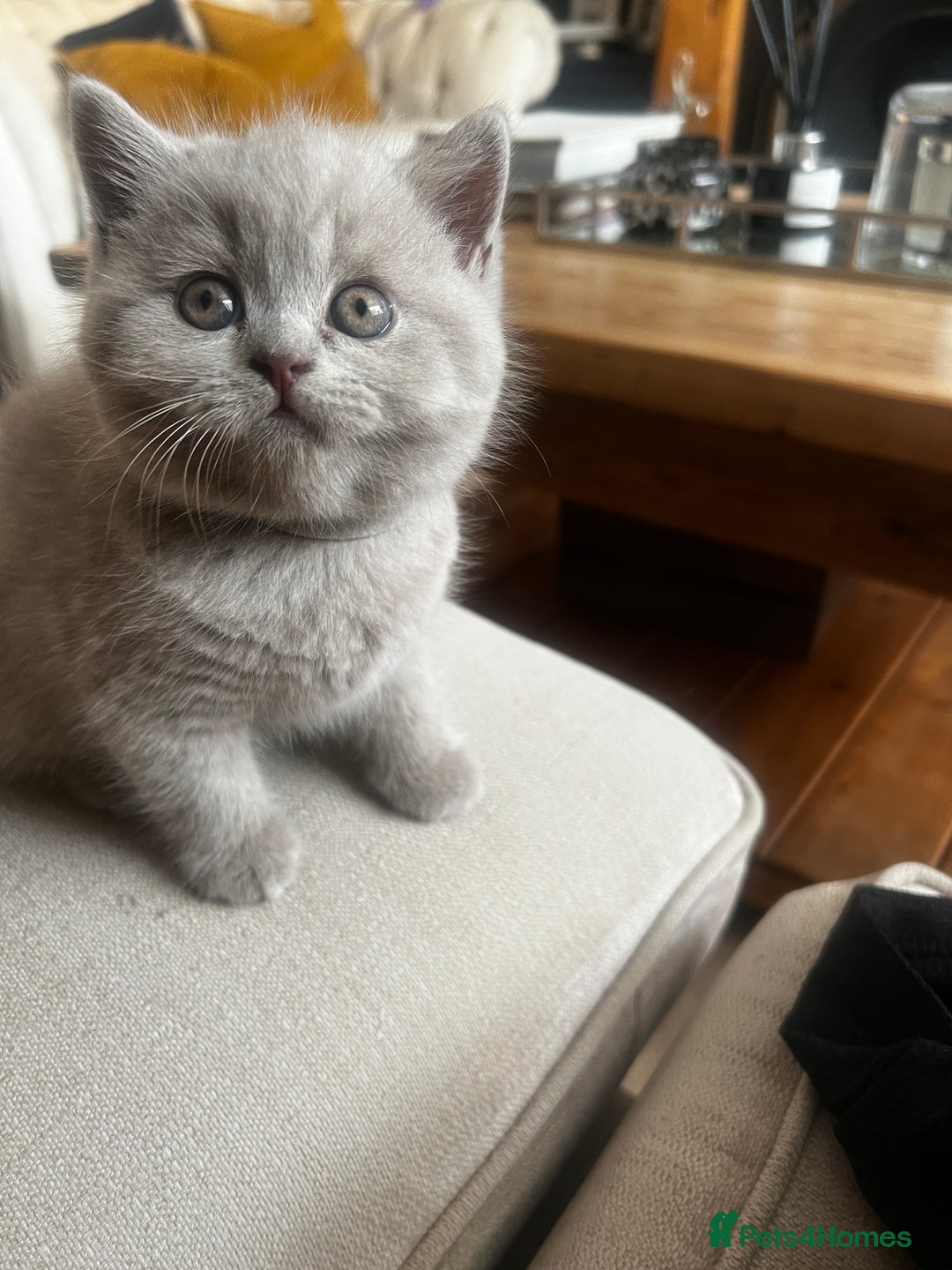 British Shorthair cats for sale: Beautiful Lilac British short haired kittens  in Glasgow - Image 32
