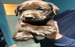 Labrador Retriever dogs for sale: Chunky Chocolate Labrador Puppies  - Image 6