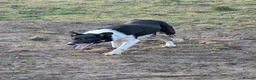 Border Collie dogs for sale: Jock Tri coloured isds registered collie  - Advert 4