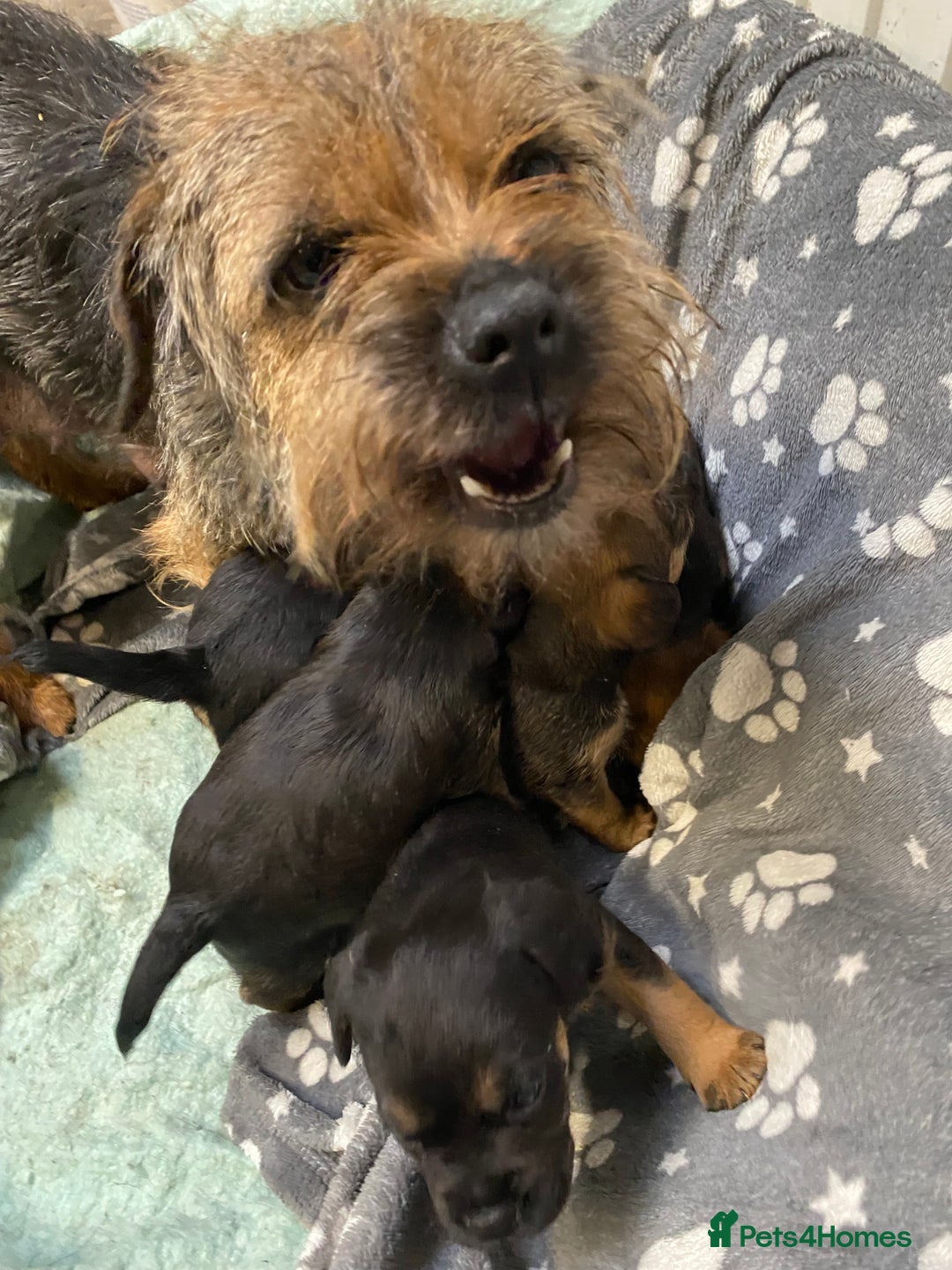 Border Terrier dogs for sale: KCReg Border Terrier pups for sale - Advert 7
