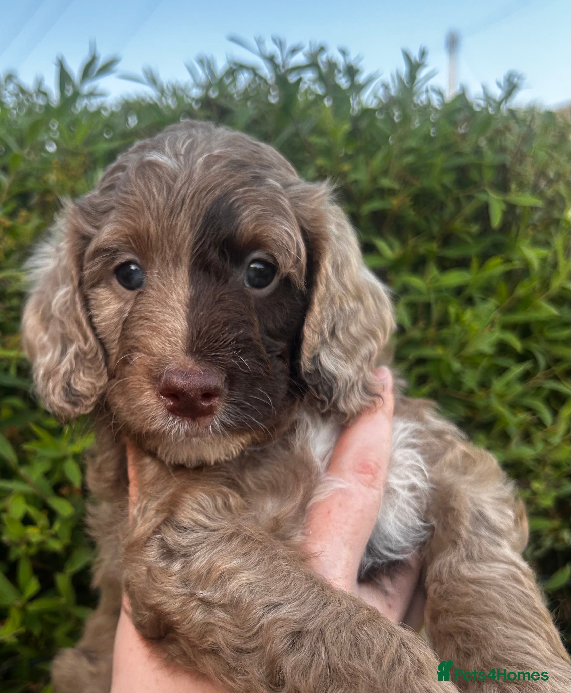 Sproodle dogs for sale: Sproodle puppies  in Accrington - Advert 11