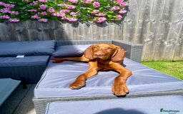 Hungarian Vizsla dogs for stud: Hungarian Vizsla Stud - Image 12