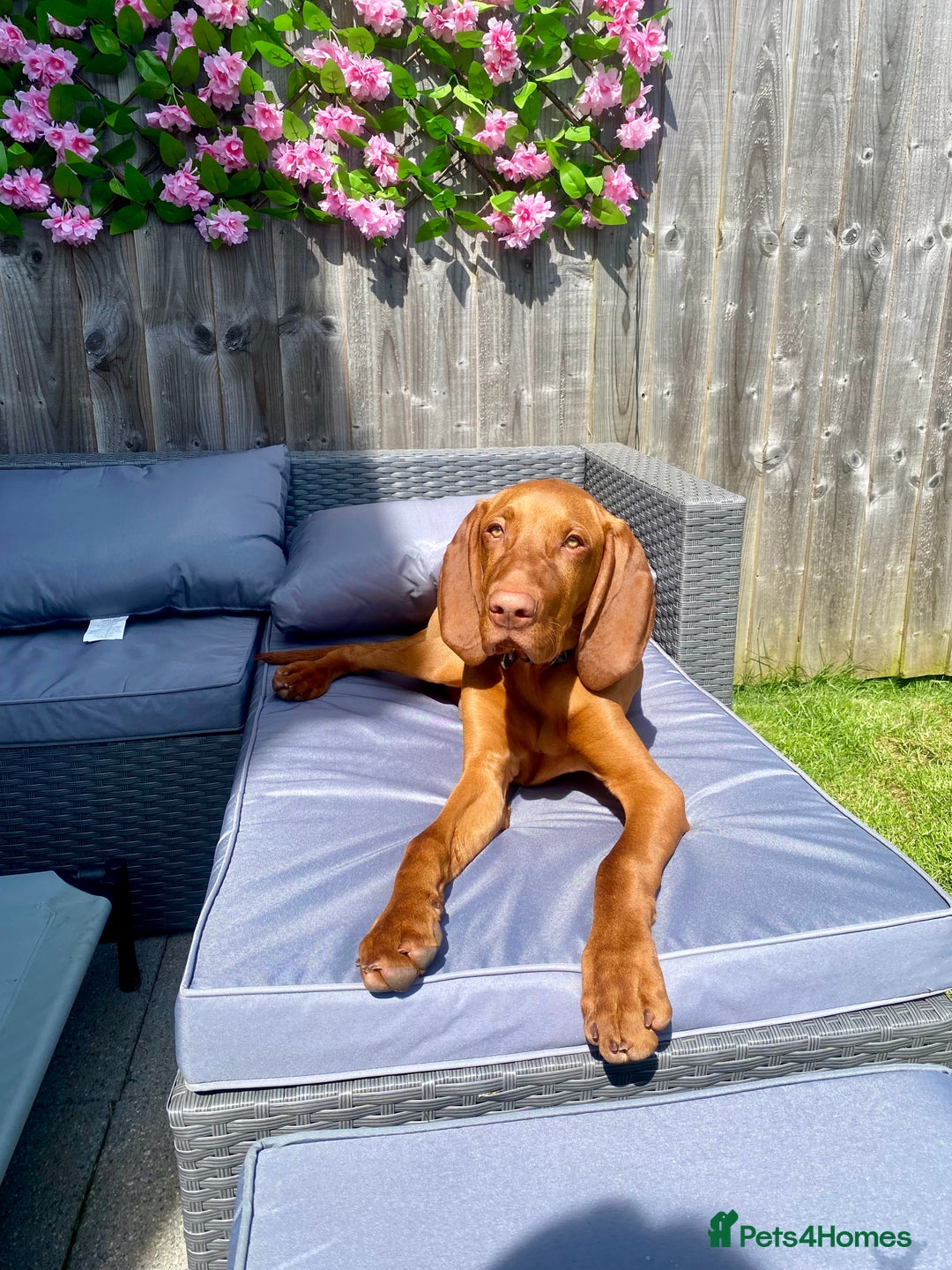 Hungarian Vizsla dogs for stud: Hungarian Vizsla Stud - Image 12