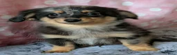Mixed Breed dogs for sale: Adorable Tiny Pomweenie Puppies  - Advert 6