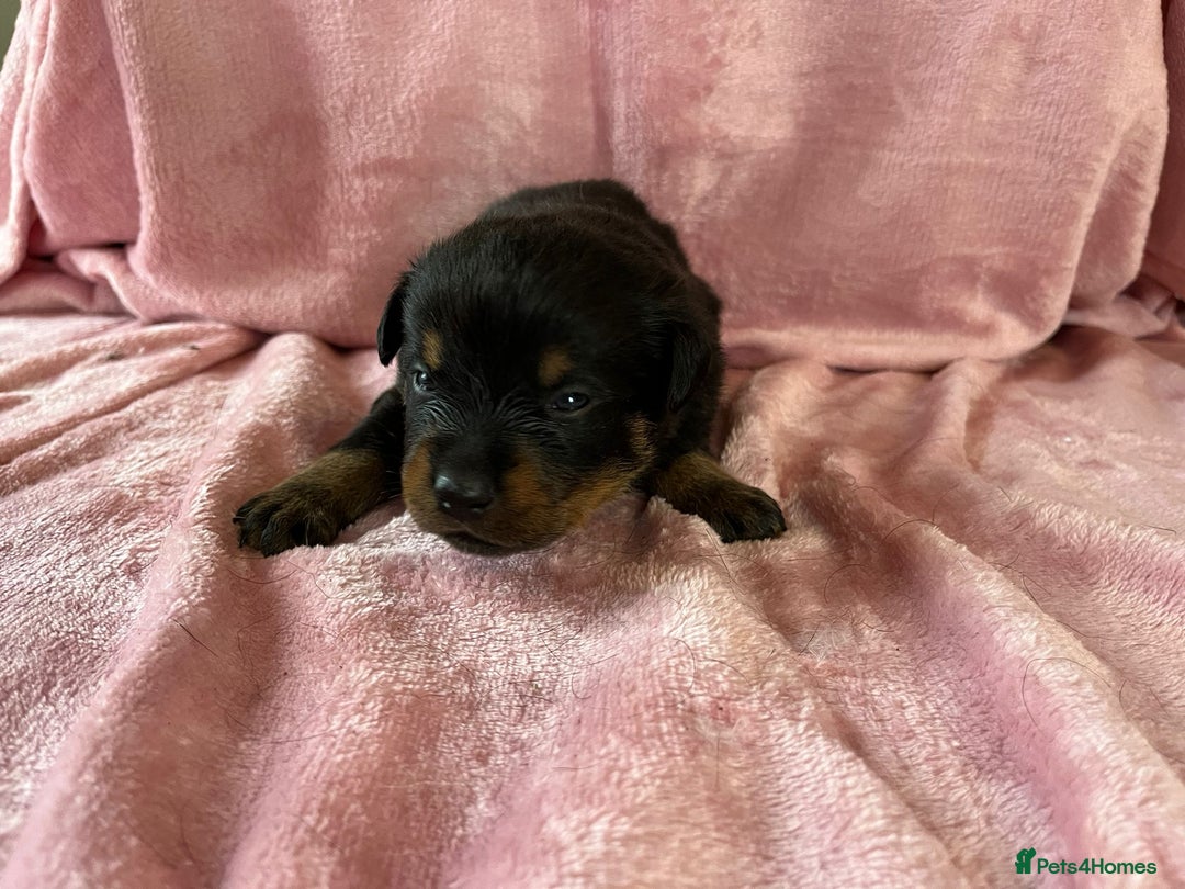 Rottweiler dogs for sale: 🤎🖤🦍 KC REGISTERED 5 ⭐️ BREEDER - Advert 26