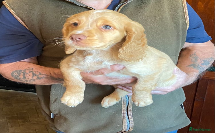 Cocker Spaniel dogs - Advert 3