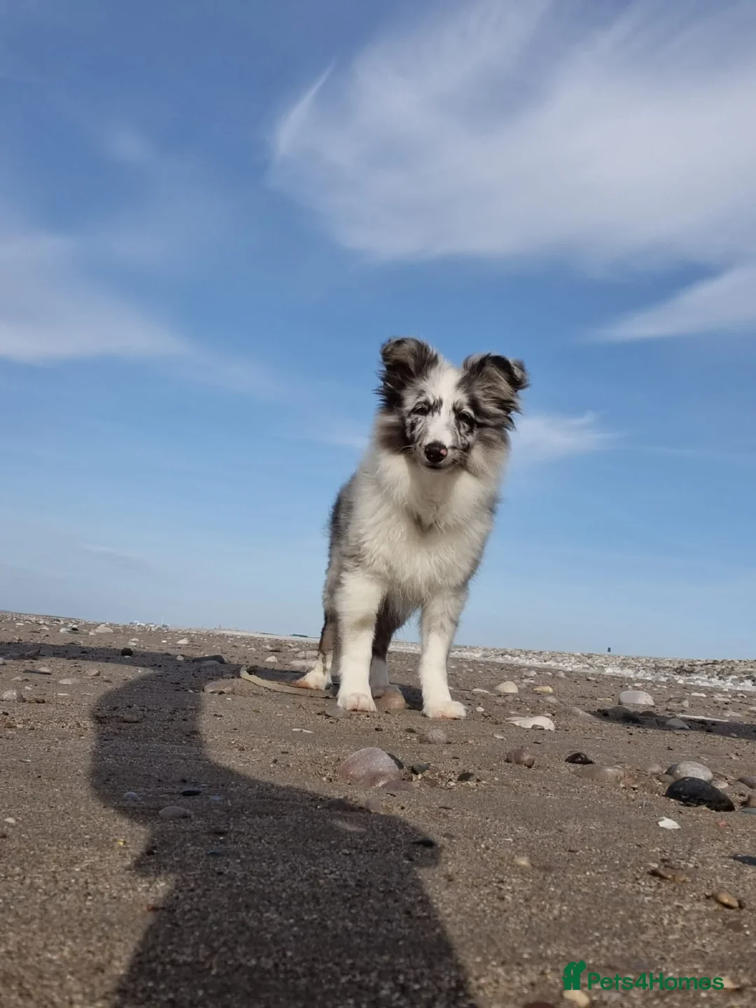 Shetland Sheepdog dogs for stud:  Bi Blue - STUD ONLY!  - Advert 5