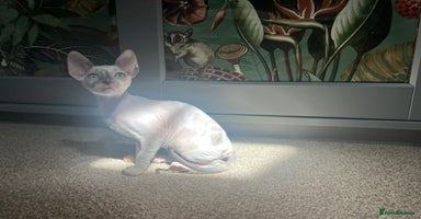 Cornish Rex cats - Advert 11
