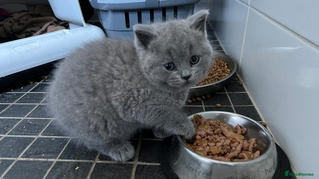 British Shorthair cats for sale: British Blue Boy Kitten For Sale - Image 3