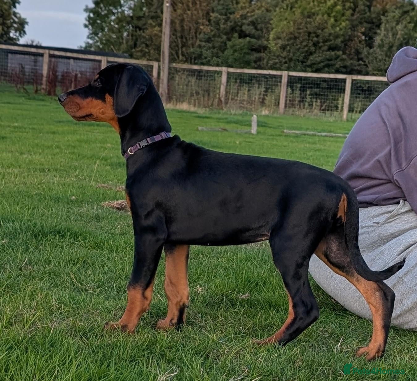 Dobermann dogs KC REGISTERED DOBERMANN PUPS – EXCEPTIONAL LITTER - Advert 2