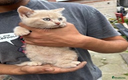 British Shorthair cats for sale: X BSH kittens - Image 24