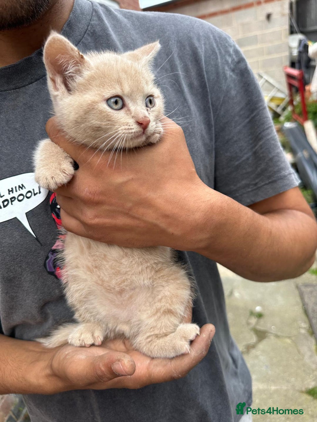 British Shorthair cats for sale: X BSH kittens - Image 24