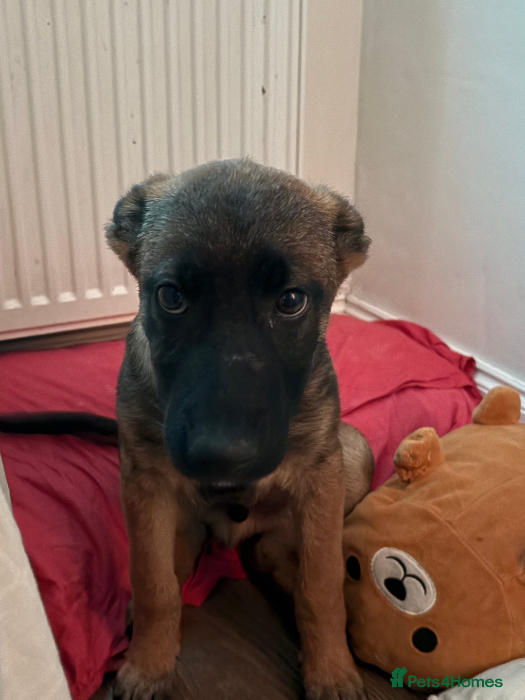 German Shepherd dogs for sale: BRUNO ~ STUNNING GERMAN SHEPHERD PUPPY - Image 5