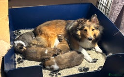 Shetland Sheepdog dogs for sale: Pretty sable Shetland sheepdog girl puppy  - Image 3