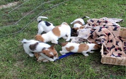 Jack Russell dogs for sale: Pure Jack Russell puppies - Image 1