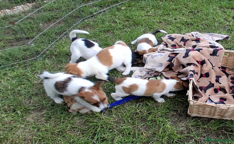 Jack Russell dogs - Advert 7