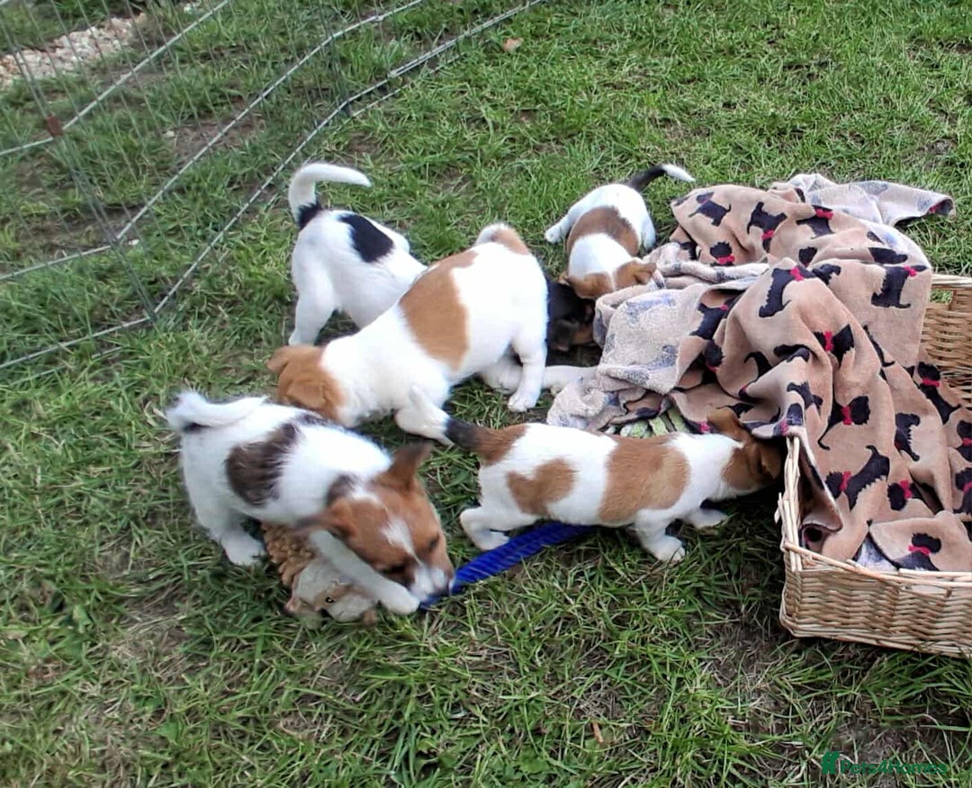 Jack Russell dogs for sale: Pure Jack Russell puppies - Image 1