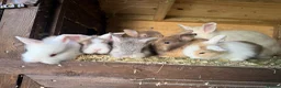 Lionhead rabbits for sale: Lion lop rabbits - boys and girls  - Advert 8
