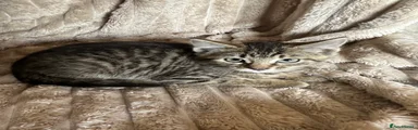 Tabby 1 
