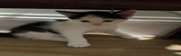 Mixed Breed cats for sale:  2 adorable kittens are looking for a ne  in Orpington - Advert 6