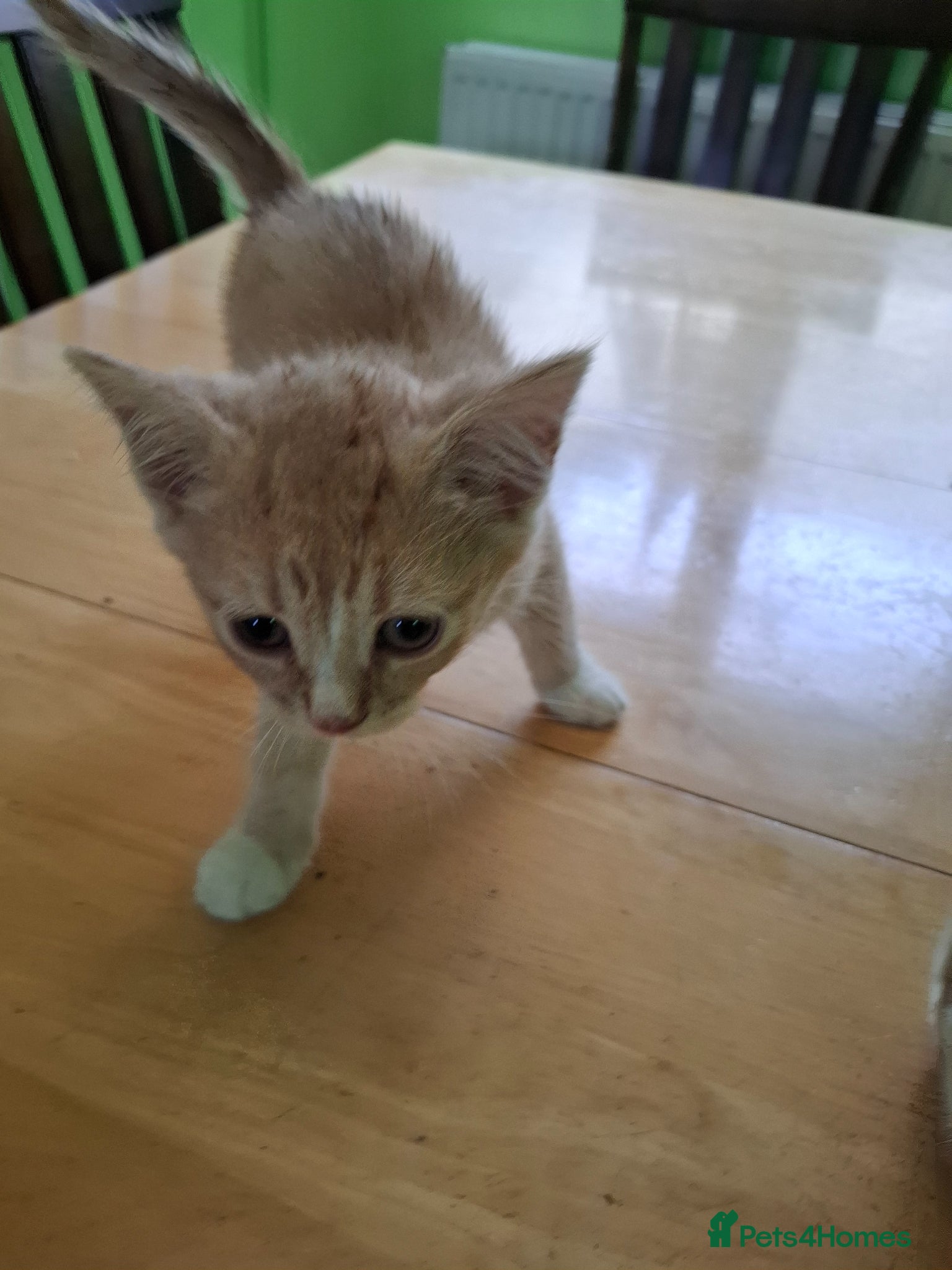 Mixed Breed cats for sale: Six 9 week old Kittens   - Advert 11