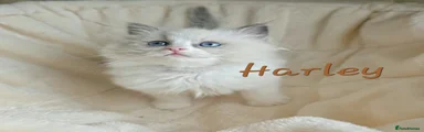 Harley