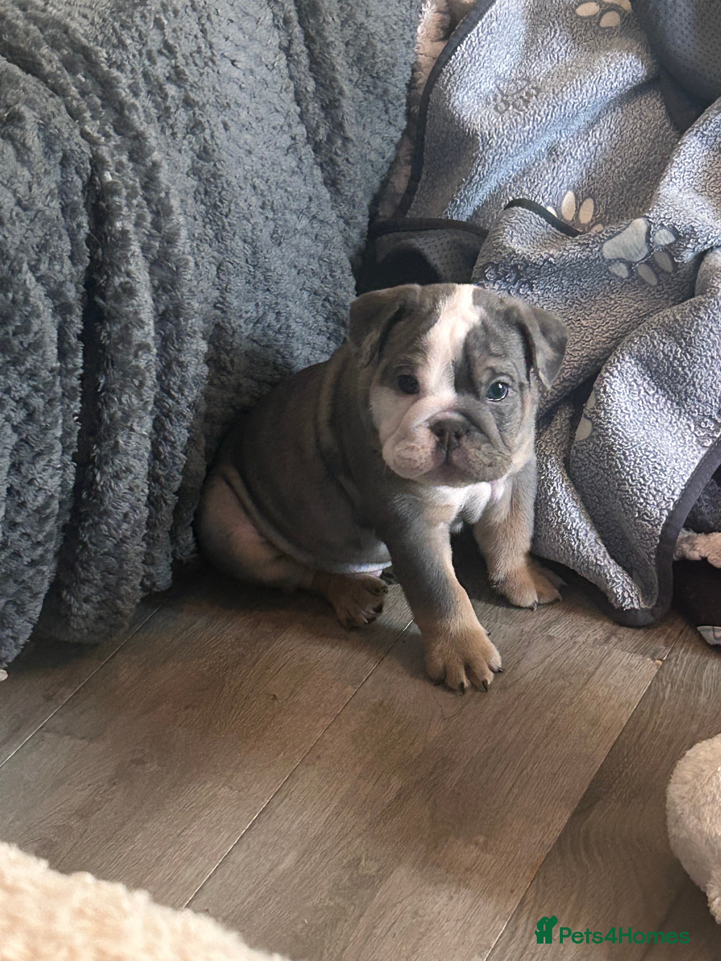 English Bulldog dogs Winnie’s amazing litter of 6 beautiful babies - Advert 2