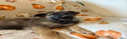 German Shepherd dogs for sale: 9 German shepherd puppies - Advert 14
