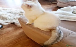 British Shorthair cats for sale: Beautiful BSH Girl  - Image 3