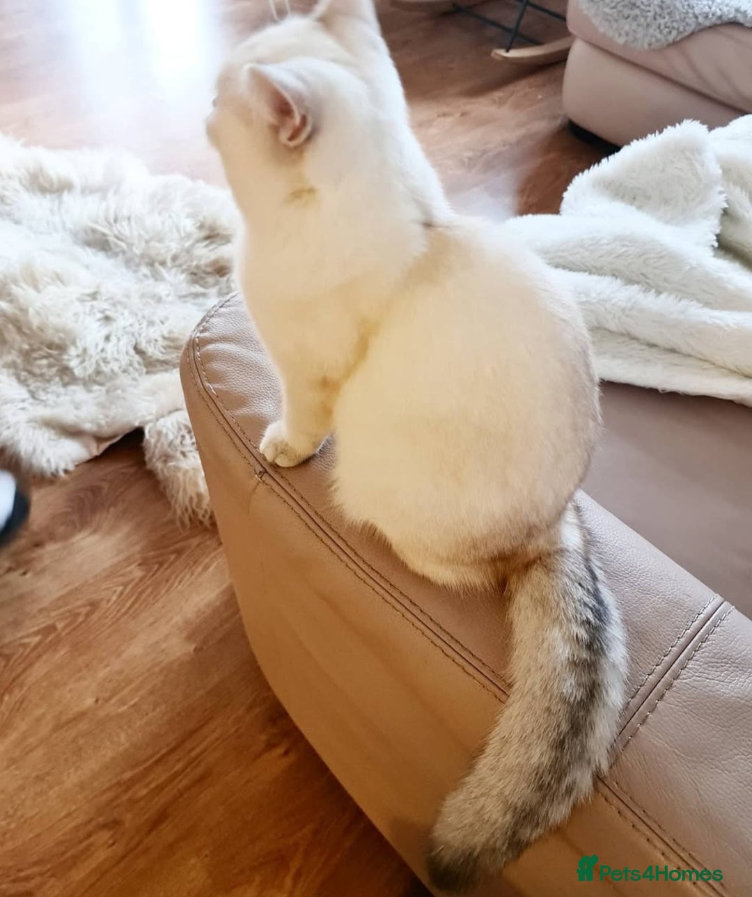 British Shorthair cats for sale: Beautiful BSH Girl  - Image 3