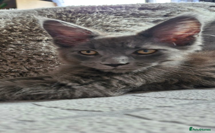 Maine Coon cats - Advert 15