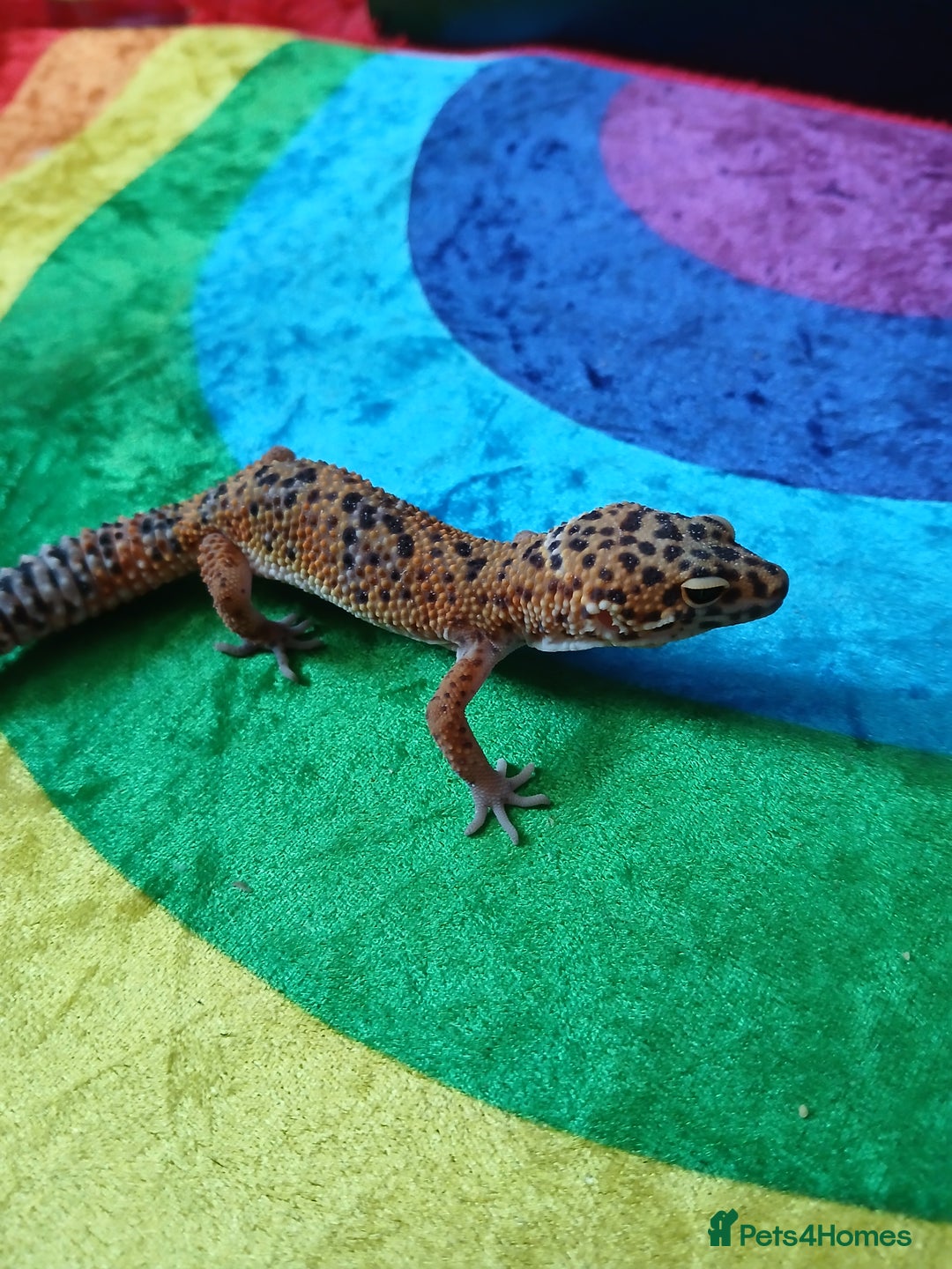Leopard Gecko reptiles for sale: Baby's leopard geckos  in Rochester - Image 7
