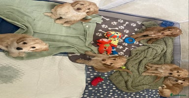 Cockapoo dogs - Advert 5